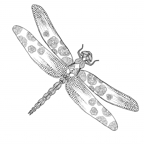500x500 Dragonfly Coloring Pages For Adults Creative Haven Entangled