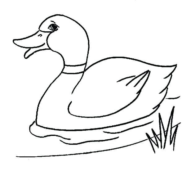 600x551 Coloring Pages Of Ducks Coloring Pages Of Ducks Plus Baby Duck