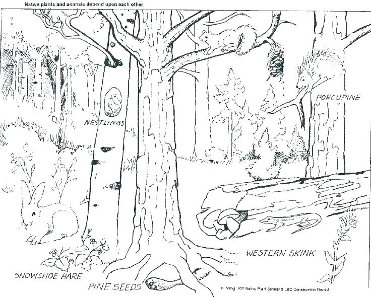 736x590 Enchanted Forest Coloring Pages Printable Images Floor Page Free