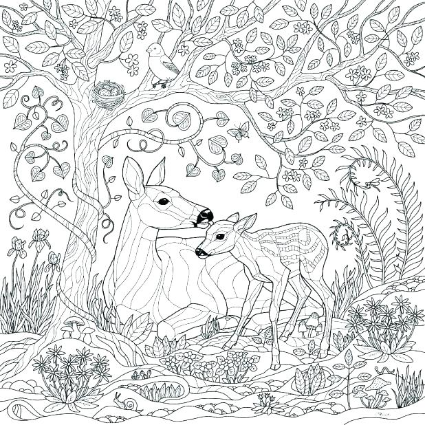 618x618 Forest Colouring Pages Rain Forest Coloring Pages Amazon Coloring