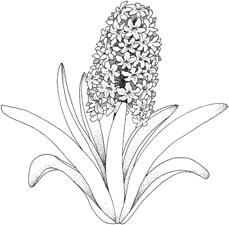 736x723 Coloring Images Of Flowers Coloring Flower Pages Flowers Coloring