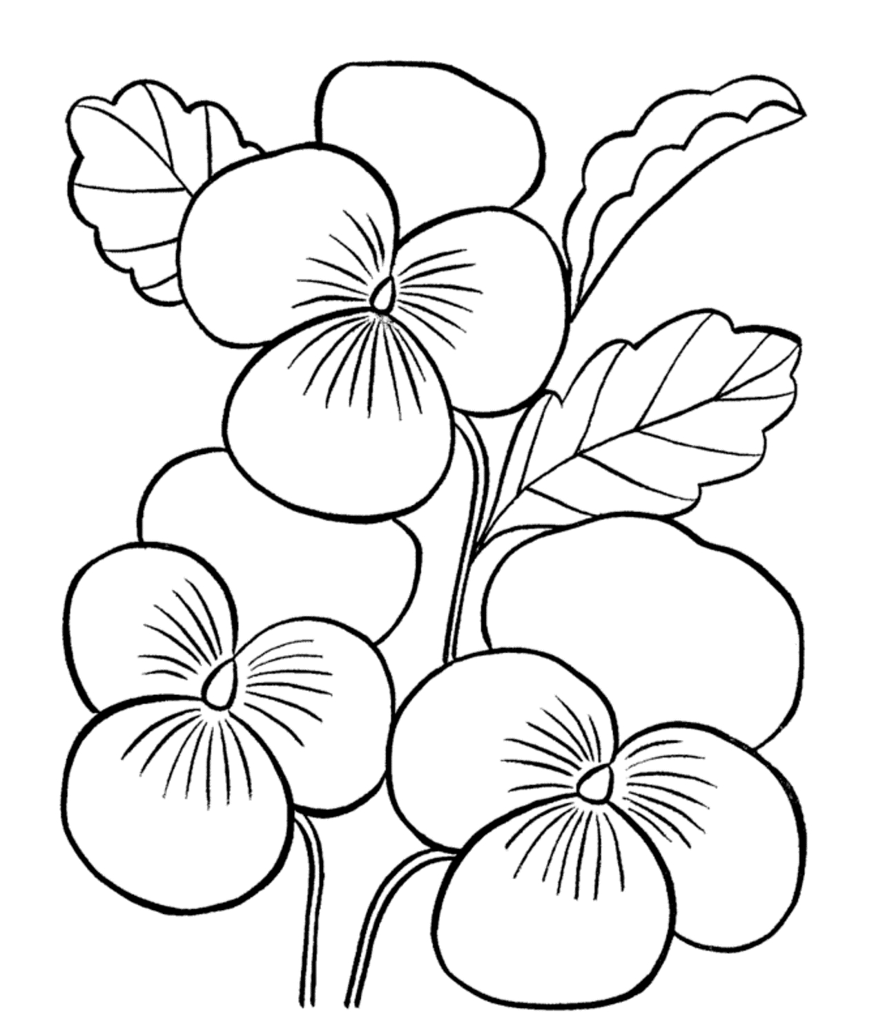 1266x1469 Fresh Orchid Flower Coloring Sheet Gallery Printable Coloring Sheet