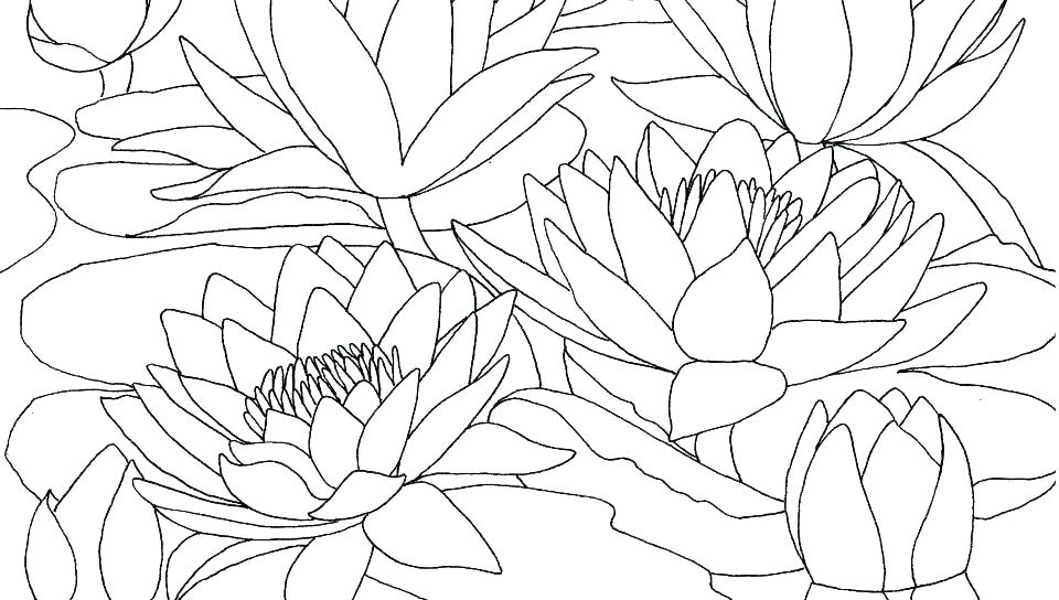 960x544 Flower Coloring Pages Printable For Adults Free Lily S