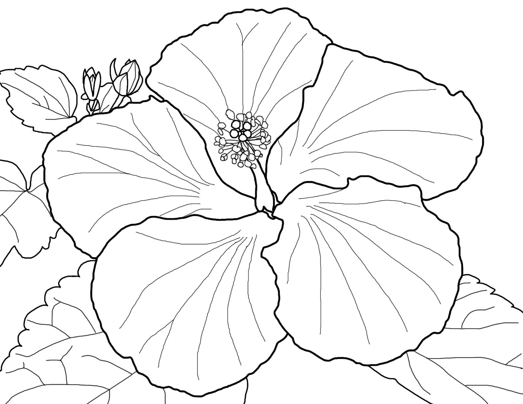 1662x1284 Wealth Single Flower Coloring Pages Spring Flo