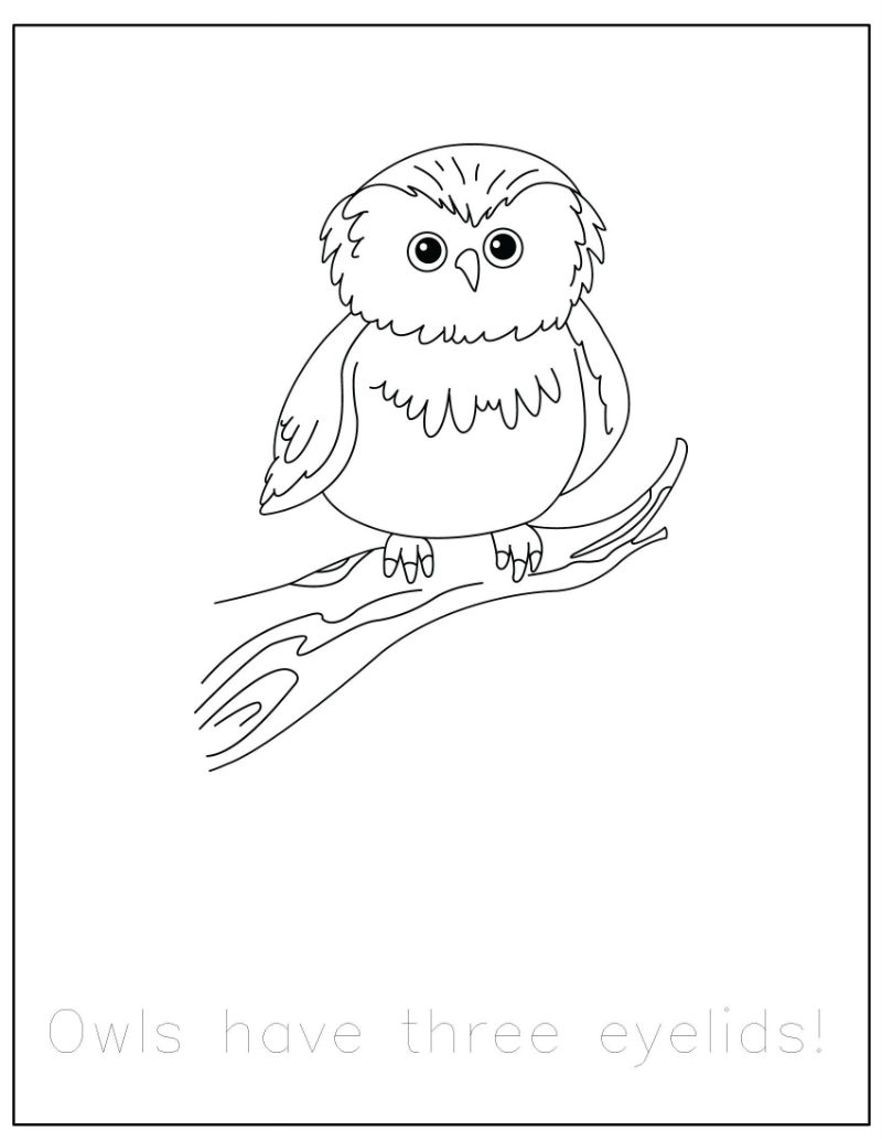 800x1035 Free} Forest Animals Coloring Pages With Traceable Fun Facts