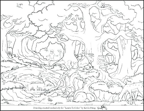 564x437 Forest Coloring Pages Printable Free Printable Coloring Pages Plus