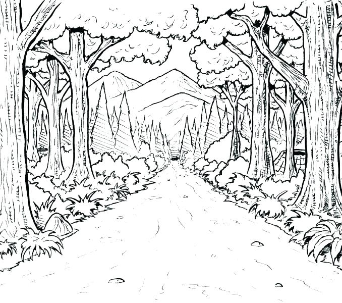 678x600 Coloring Pages Forest Forest Coloring Sheets Captivating Forest