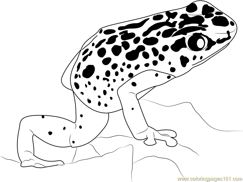 800x601 Poison Dart Frog Coloring Page