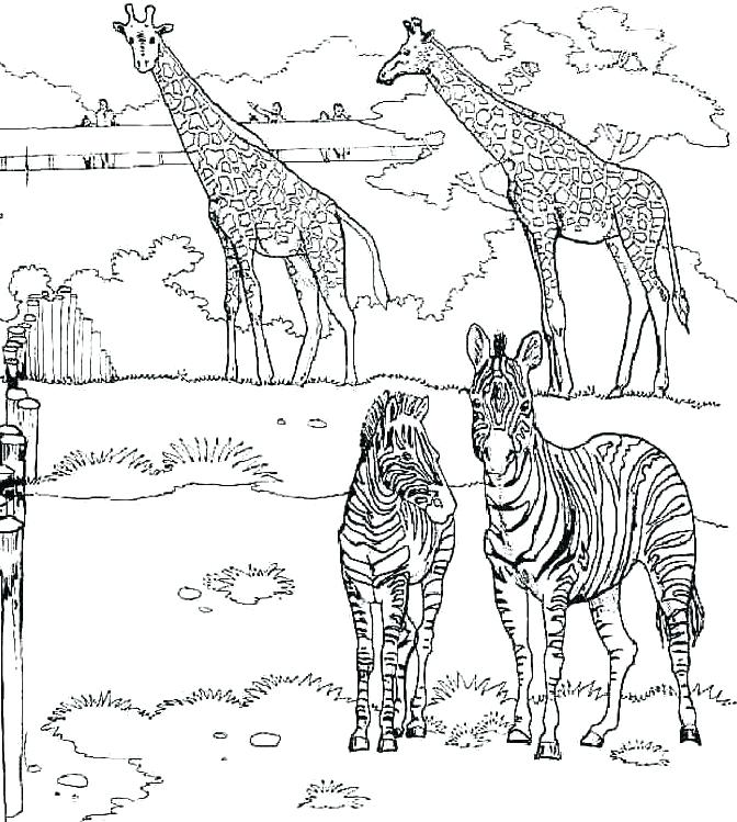 672x749 Giraffe Color Page Zebra Coloring Pages Giraffe Coloring Pages