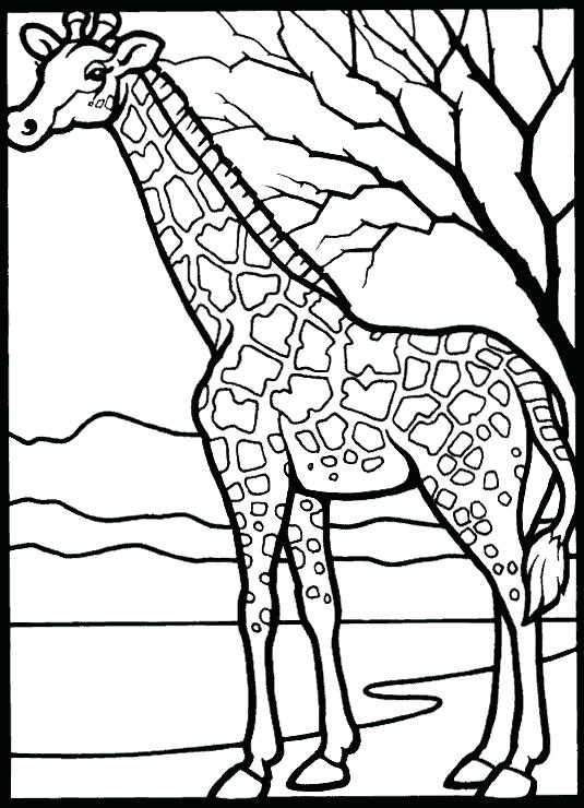 535x740 Giraffe Coloring Page Coloring Page Giraffe Giraffe Free Giraffe