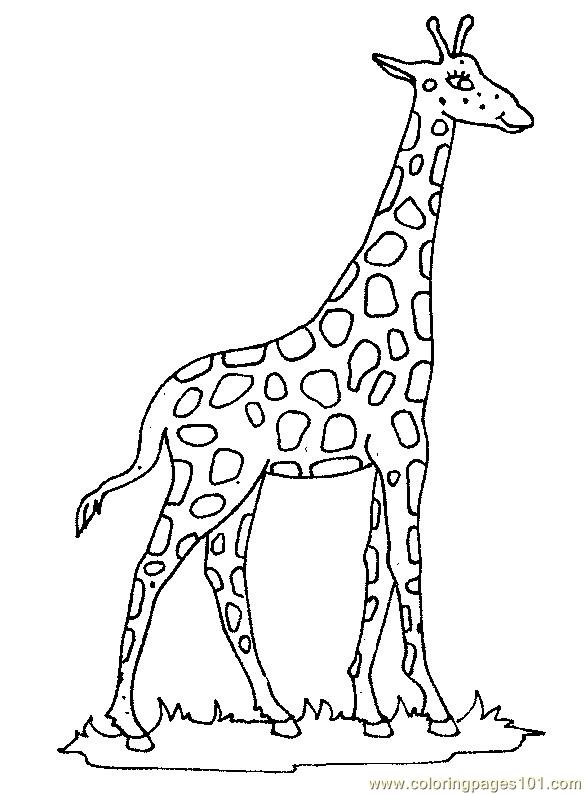 585x794 Printable Giraffe Pictures Giraffe 22 Coloring Page Free Giraffe