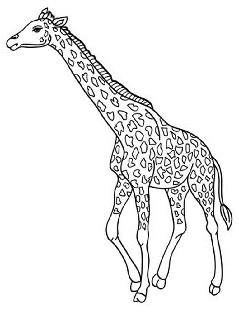 768x1024 Winning Printable Pictures Of Giraffes Free Giraffe Coloring Pages