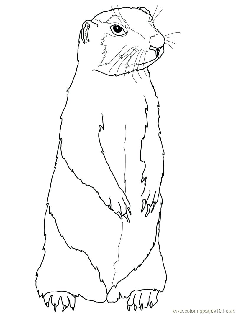 800x1066 Coloring Page ~ Groundhog Coloring Page Prairie Gopher Or Dog Free