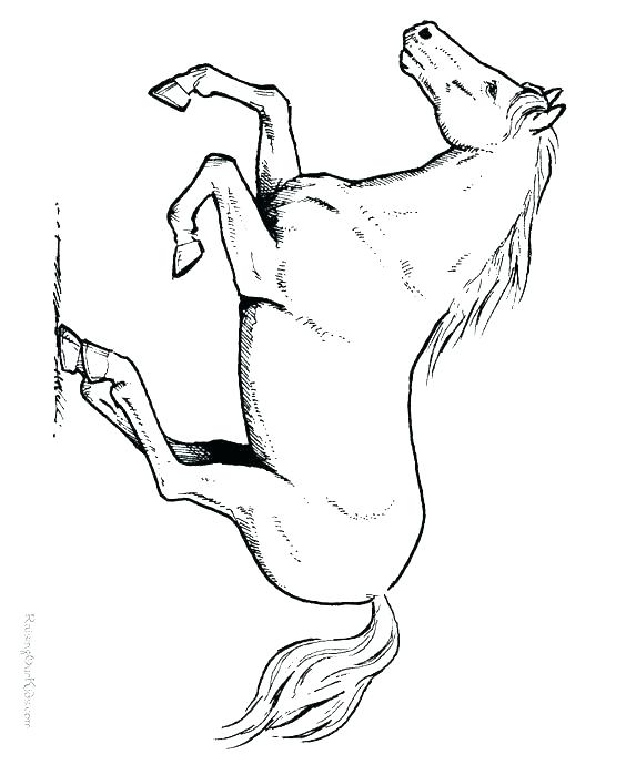 564x690 Horse Head Coloring Pages