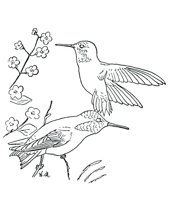 640x761 Free Printable Pictures Of Hummingbirds And Download And Relax