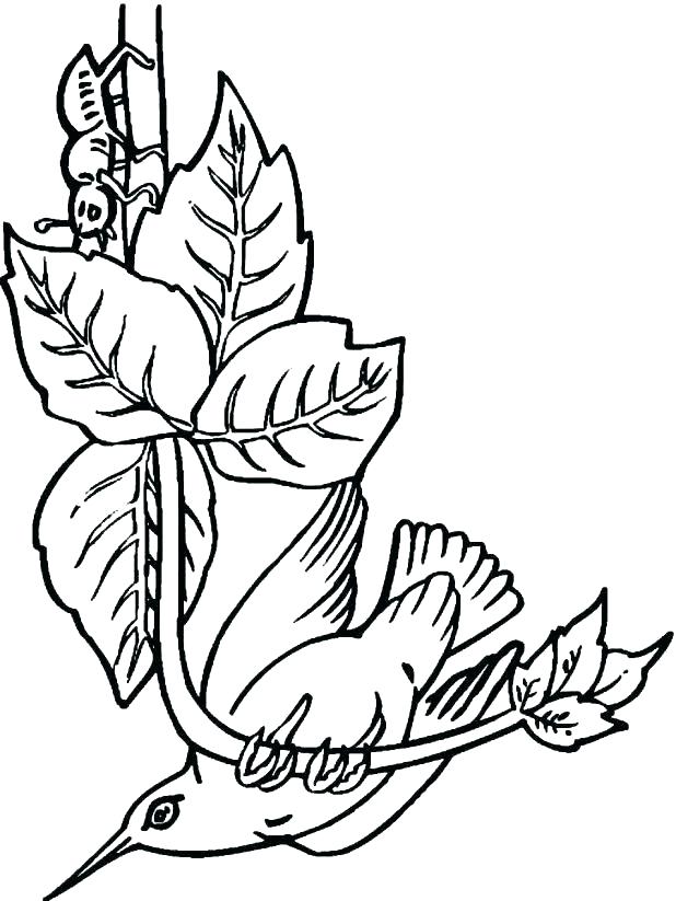 618x823 Hummingbird Coloring Page 7 Free Coloring Pages For Adults Mama