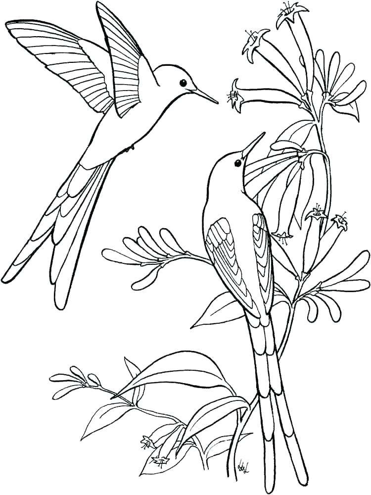 750x1000 Hummingbird Coloring Page Bell Free Printables Planner Tumblr