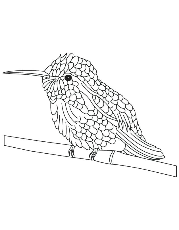 630x810 Black Chinned Hummingbird Coloring Page Download Free Black Cute