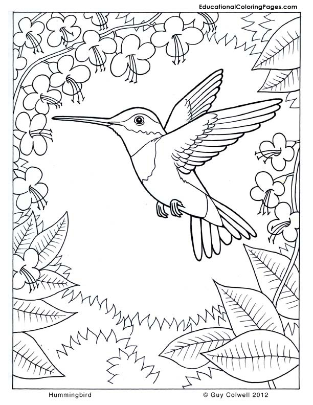 612x792 Hummingbird Coloring Pages