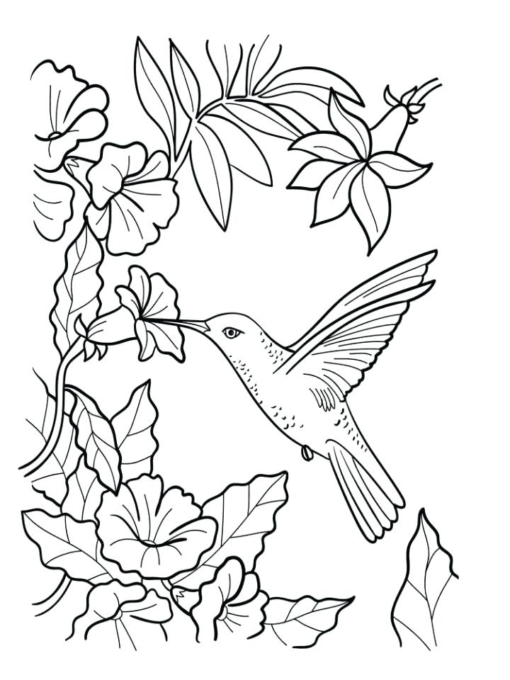 720x960 Hummingbird Coloring Pages Cute Bird Coloring Pages Bird Coloring