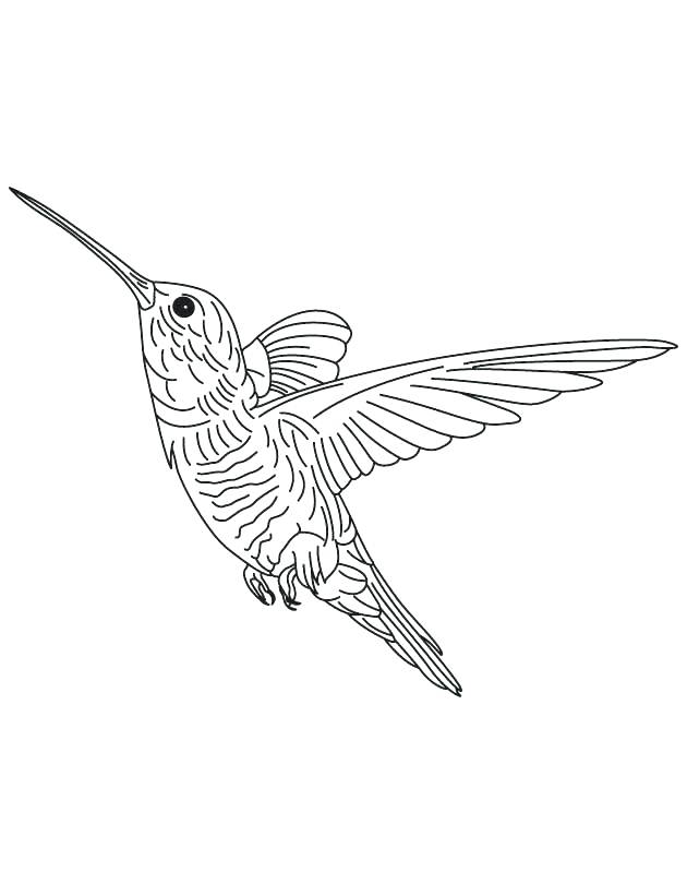 630x810 Hummingbird Coloring Pages Hovering Hummingbird Coloring Page