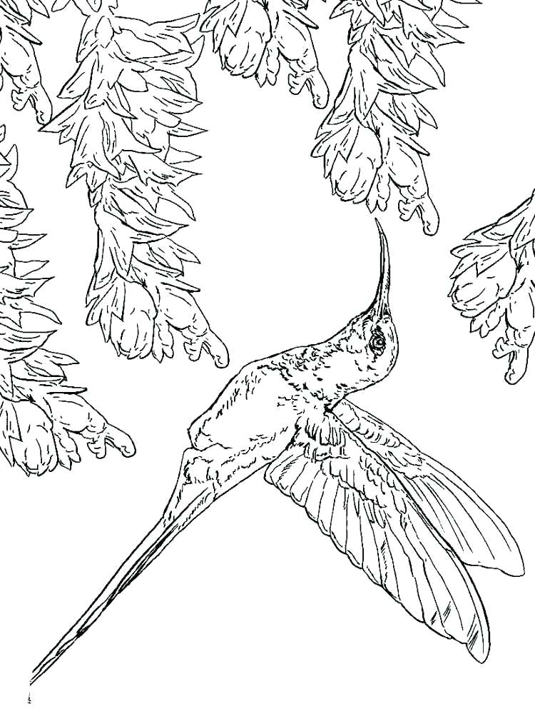 750x1000 Coloring Pages Of Hummingbirds Free Hummingbird Coloring Pages