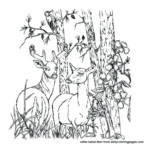 600x600 Free Printable Deer Hunting Coloring Pages Animal For Adults White