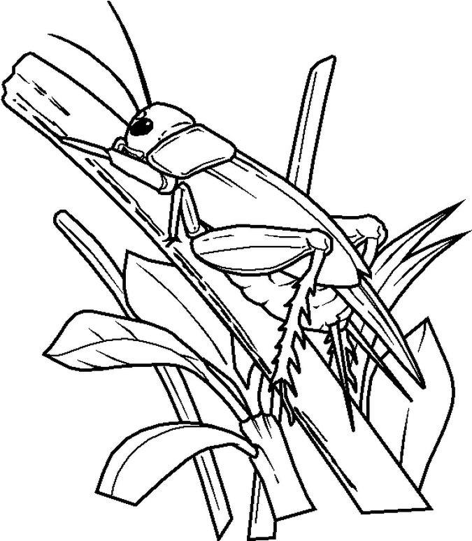 675x774 Insect Pictures To Color Free Printable Bug Coloring Pages