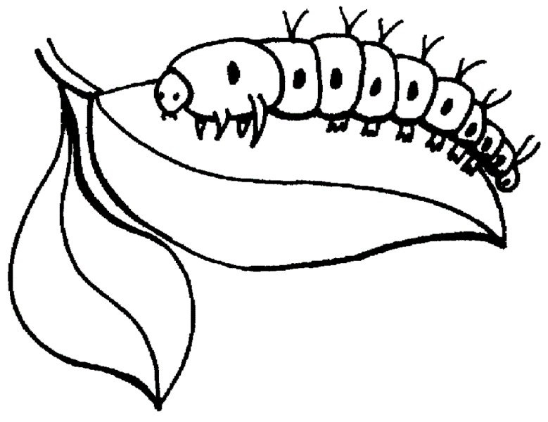 779x600 Free Printable Insect Coloring Pages Insects Coloring Pages Free