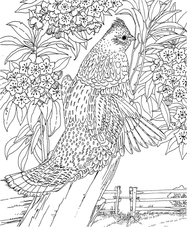 736x893 Free Coloring Pages For Adults Print And Color Landscapes Nc