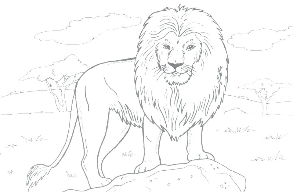 960x630 Lions Coloring Pages