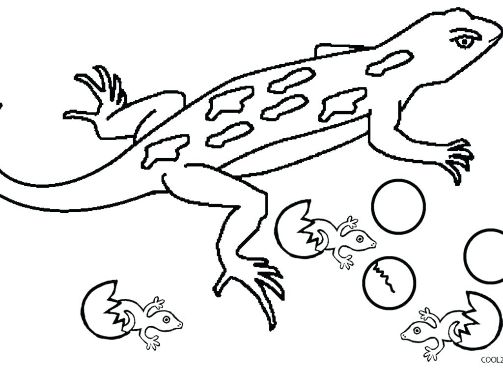 1024x751 Lizard Coloring Pages Common Collared Lizard Coloring Page Free