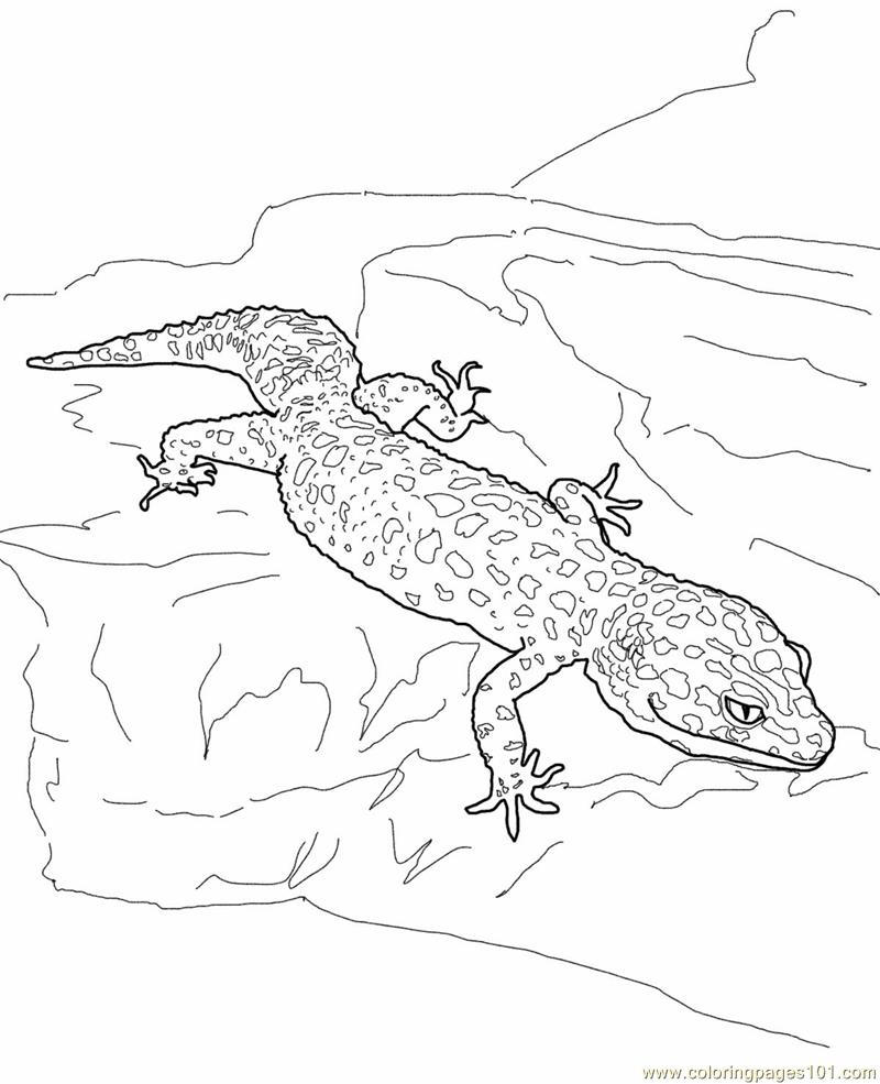 800x985 Popular Reptile Pictures To Color Leopard Gecko Lizard Coloring