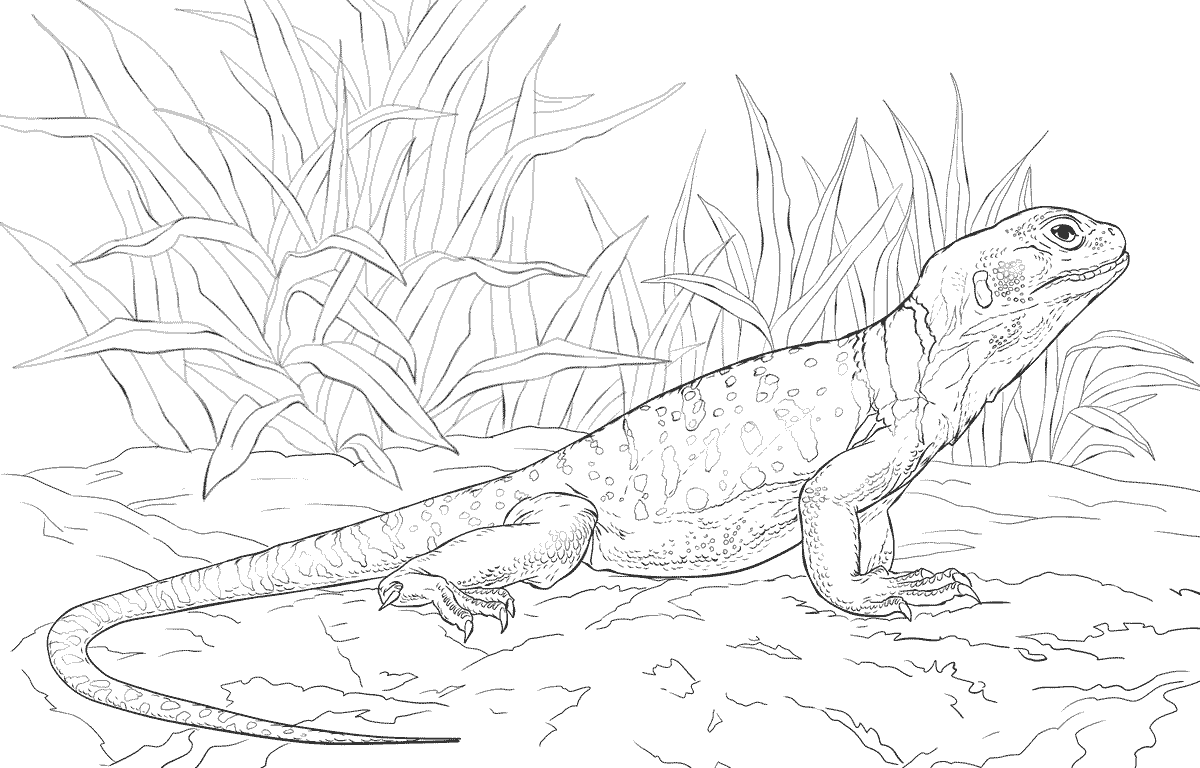 1200x768 Realistic Lizard Coloring Page To Print Animals Printable Basilisk
