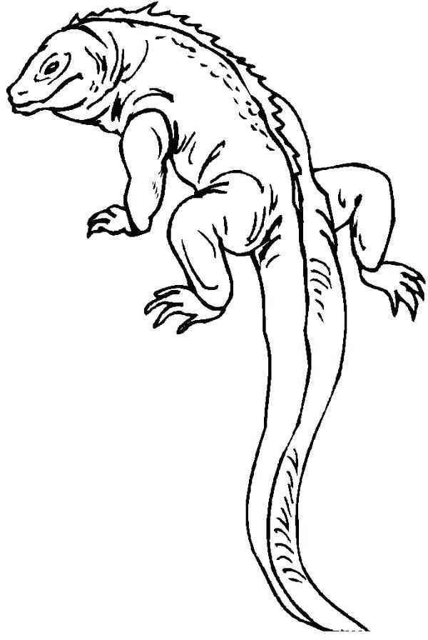 600x896 Reptile Coloring Page Lizard Coloring Sheets Reptile Colouring