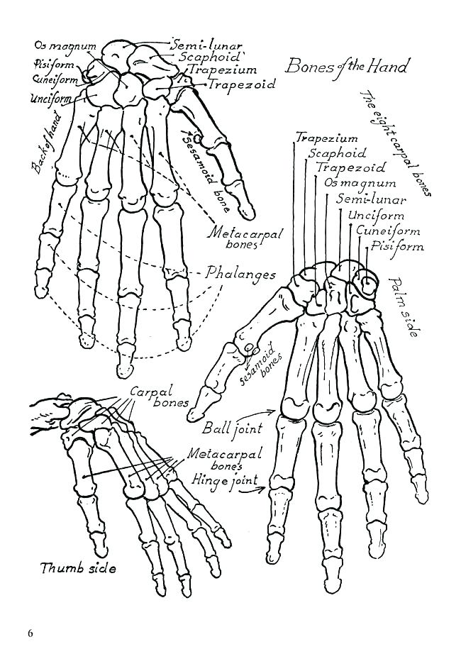 650x922 Free Anatomy Coloring Pages Human Anatomy Coloring Book Free