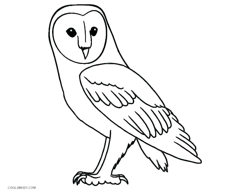 800x670 Free Owl Coloring Pages Owl Printable Coloring Pages In Addition