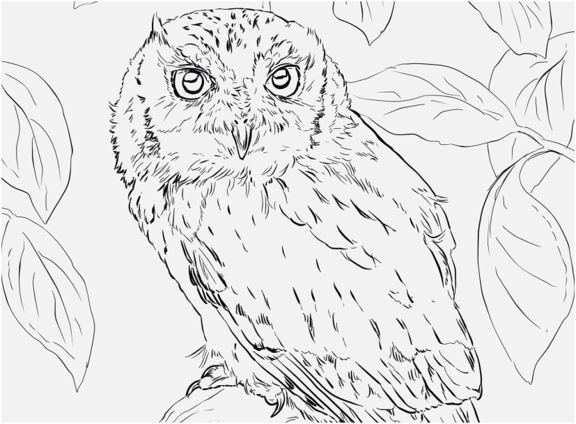 827x609 Free Owl Coloring Pages View Coloring Pages Owl Coloring Pages