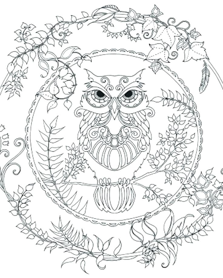 736x919 Owl Color Pages Coloring Pages Of Owls To Print Owl Coloring Page