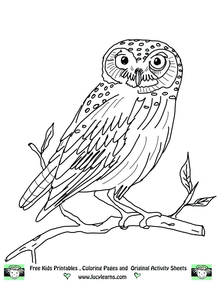 736x952 Owl Coloring Plus Free Printable Owl Coloring Pages For Kids Owl