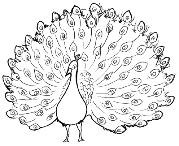 618x505 Printable Peacock Coloring Pages