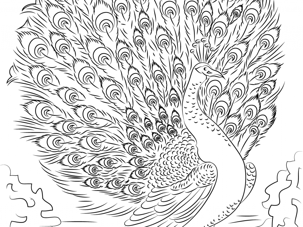 1024x768 Emerging Advanced Peacock Coloring Pages Free