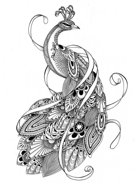 570x750 Free Download Coloring Peacock Coloring Pages For Adults