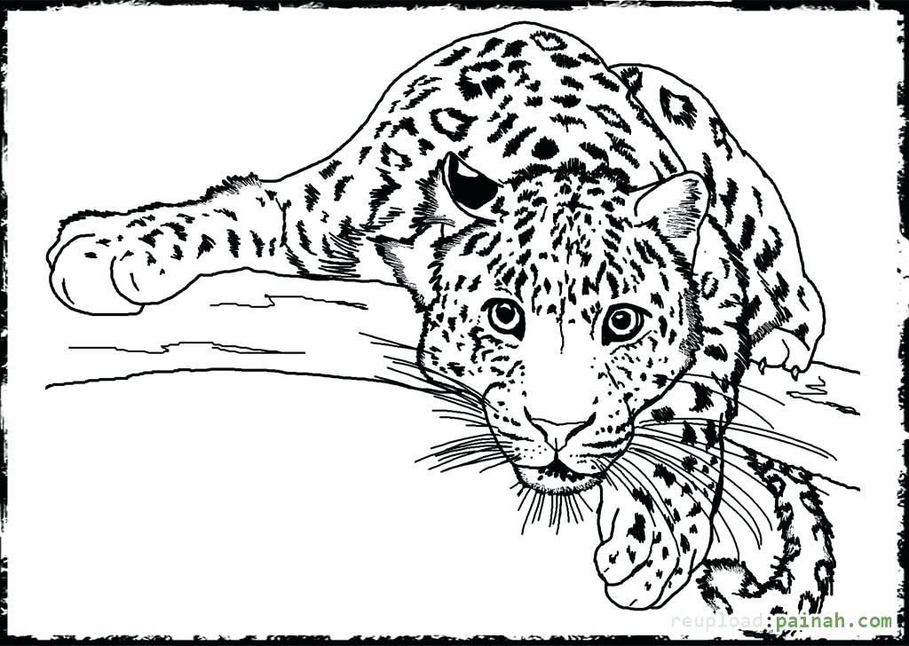 1024x728 All Coloring Pages Of Animals Coloring Pages Of Animals Animal