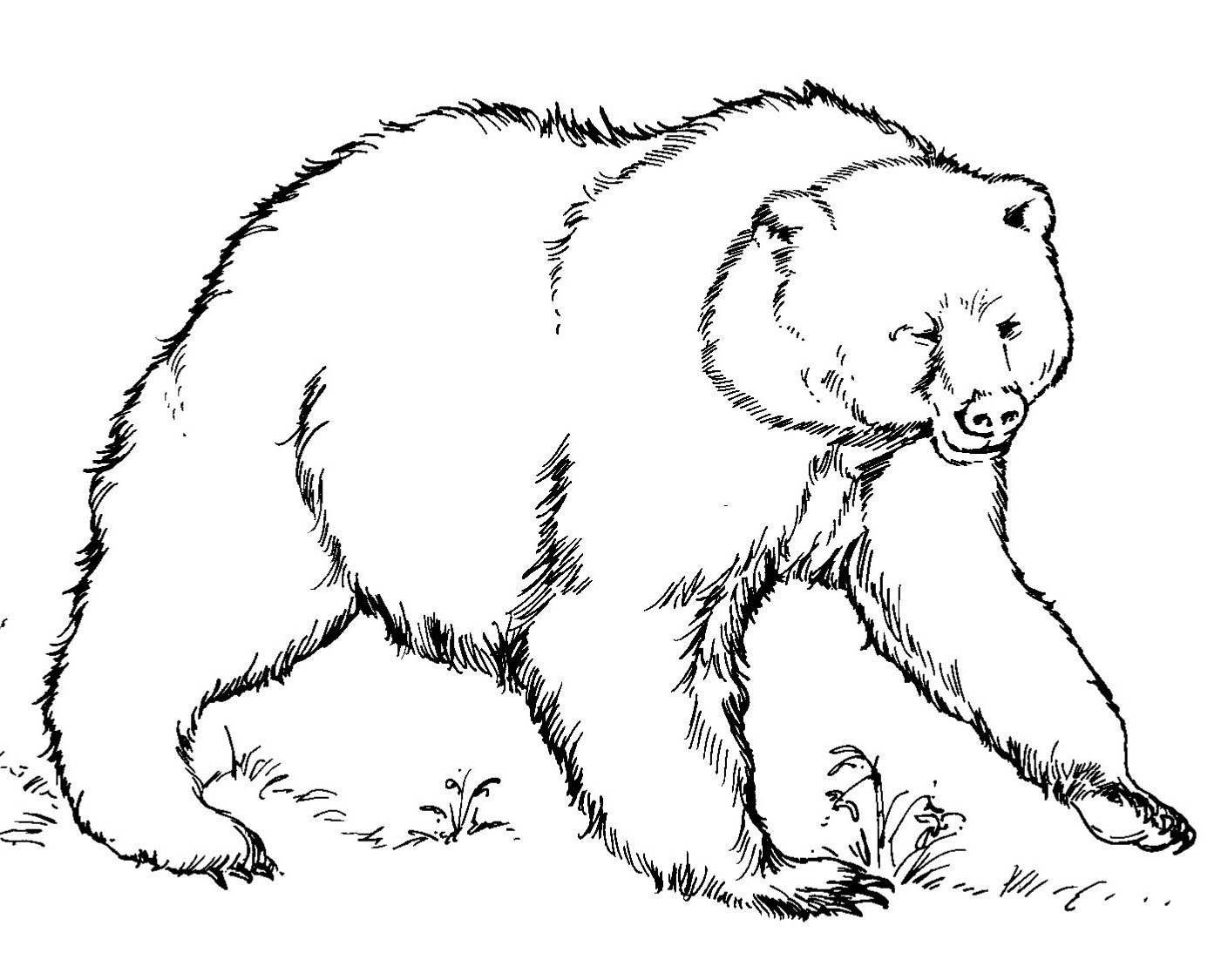 1409x1125 Free Printable Bear Coloring Pages For Kids At Page Acpra
