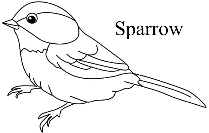 720x460 Top 20 Free Printable Bird Coloring Pages Online Gato