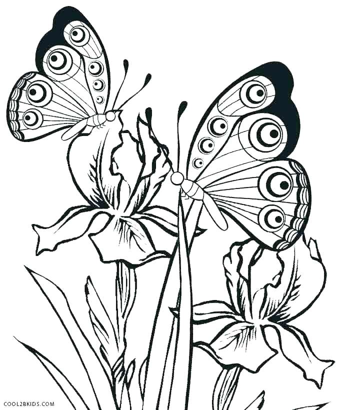 678x820 Life Cycle Coloring Pages Free Printable Butterfly Coloring Pages