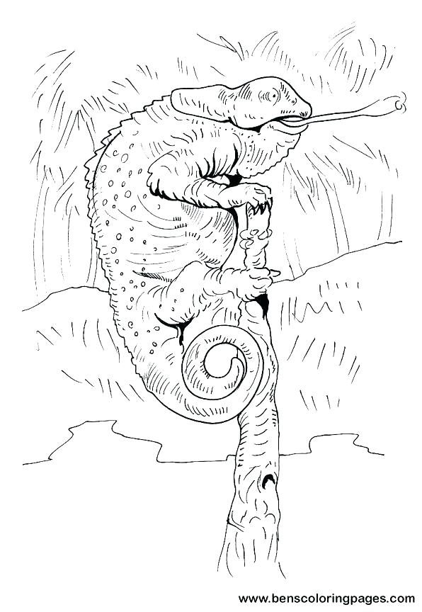 596x864 Chameleon Coloring Pages Chameleon Coloring Pages Beautiful