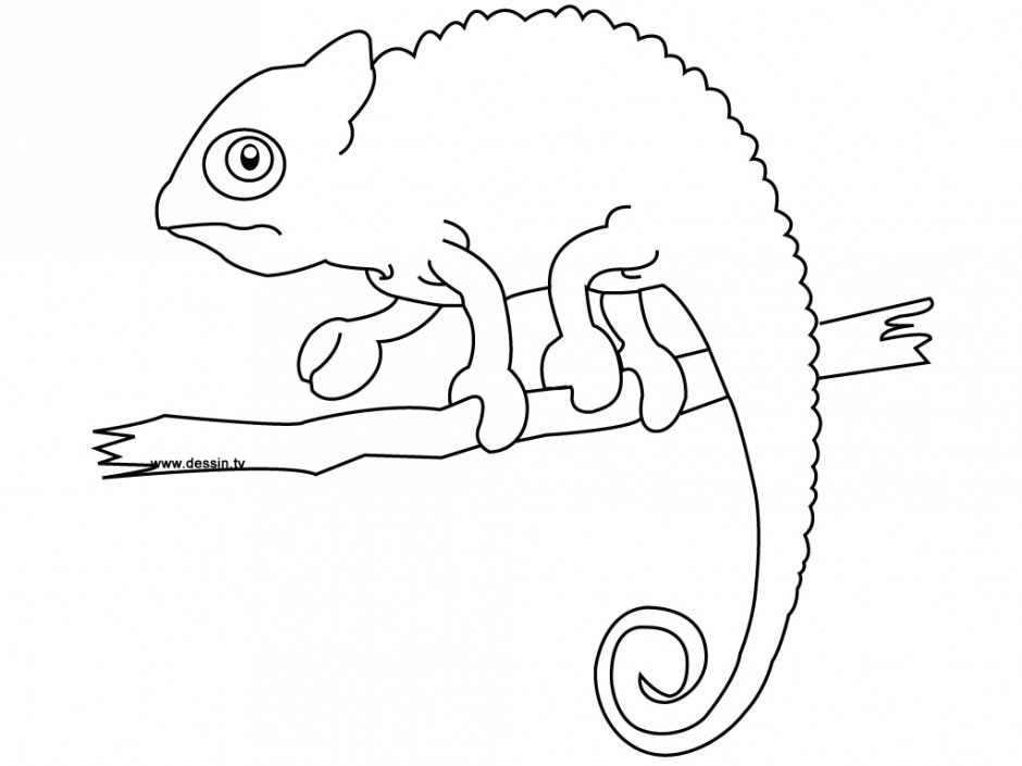 940x705 Chameleon Coloring Pages Coloring Pages Amp Pictures Imagixs