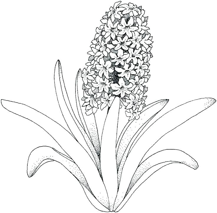 736x723 Small Flower Coloring Pages Flower Colouring Pages Printable Free
